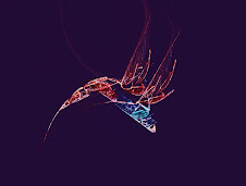 Humming Bird