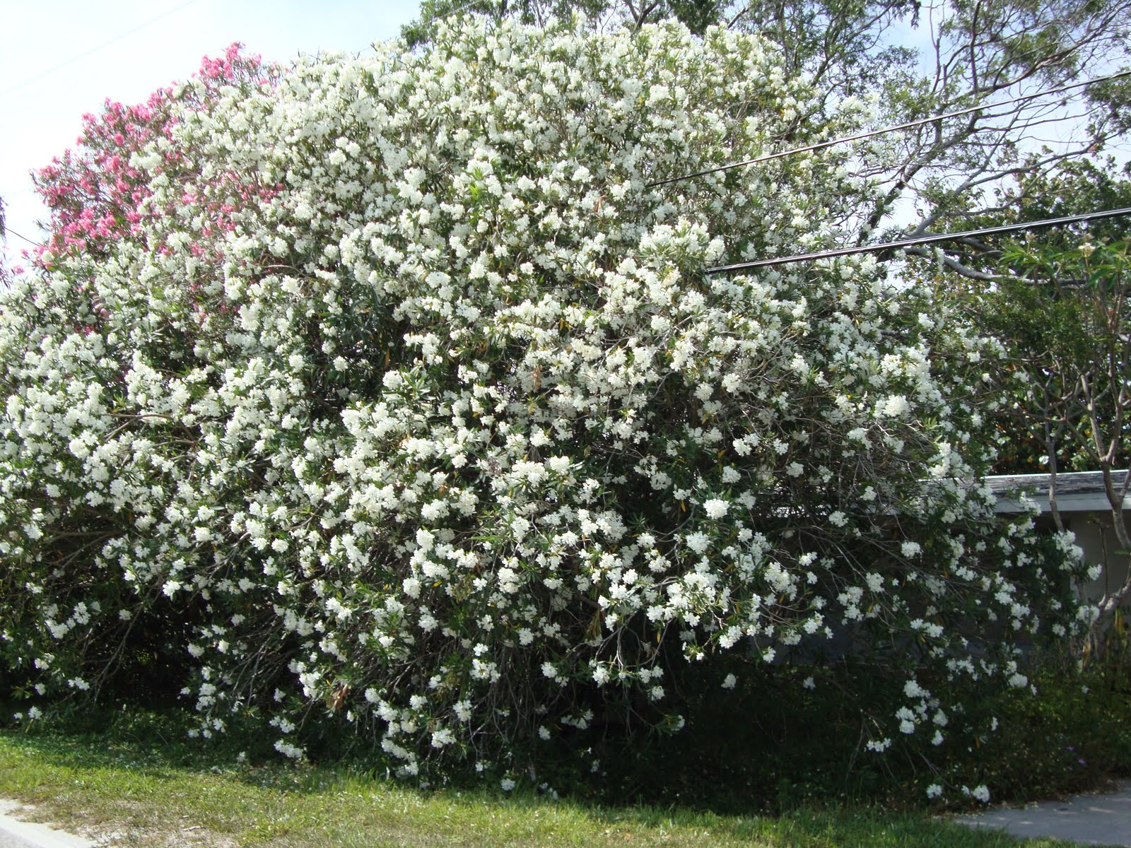 Around Grandma's Table Flowering Trees of Ruskin Part 1