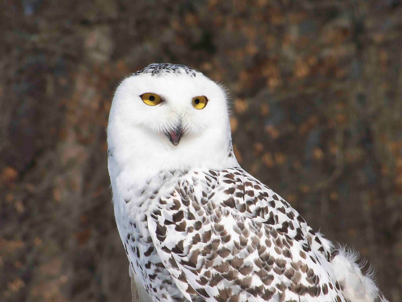 Iron Oak Farm: Wild Wednesday, Snowy Owl