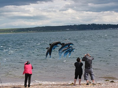 Dolphins at Fortrose -- Click to enlarge