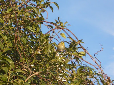 キンモクセイの木にメジロ
