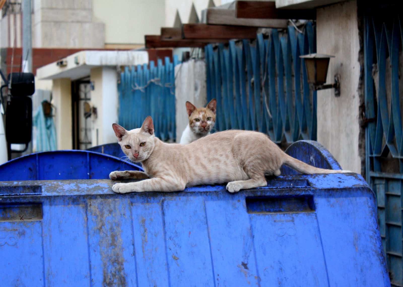 CAMERA NI CABRERA "Stray Cats On A Trash Bin"