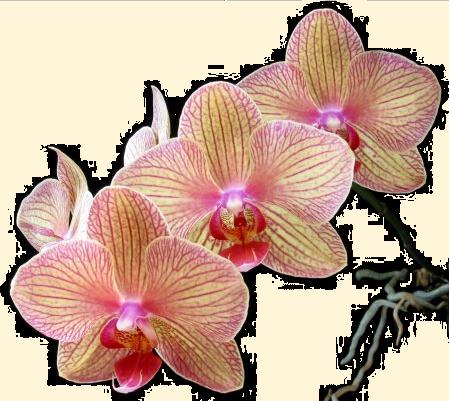 [orchiddone.jpg]