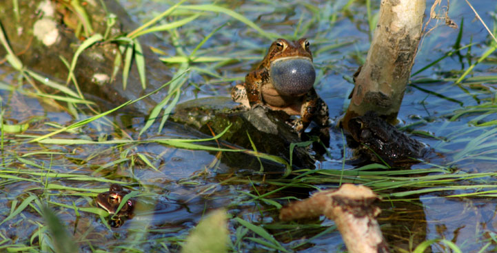 [09-apr-frog.jpg]