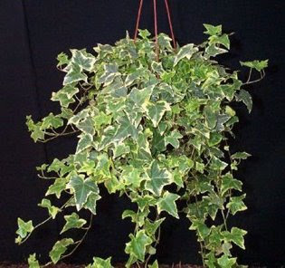 ظ‡ظٹط¯ط±ط§ (طط¨ظ„ ط§ظ„ظ…ط³ط§ظƒظٹظ†)Hedera%20Ivy.jpg