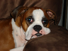 Our other baby: Duke