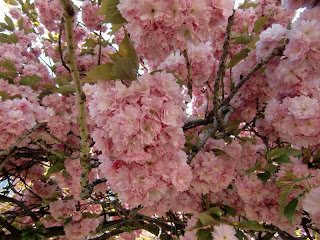 cherry blossom explosion (onemorehandbag)