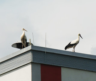 storks(onemorehandbag)