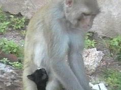 [monkey+with+cat.jpg]