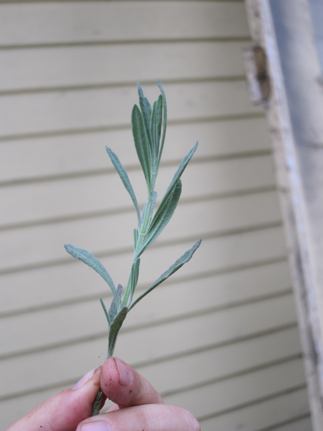 Propagating herbs via cuttings Root Simple
