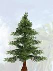 [pine+tree.jpg]