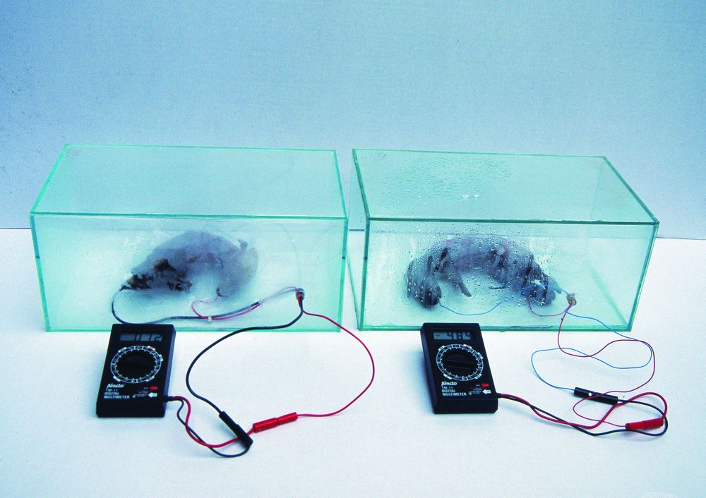 Martin uit den Bogaard: Artworks