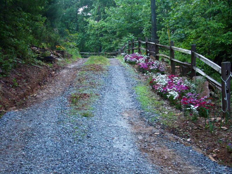 Morning Glories At A Snails Pace