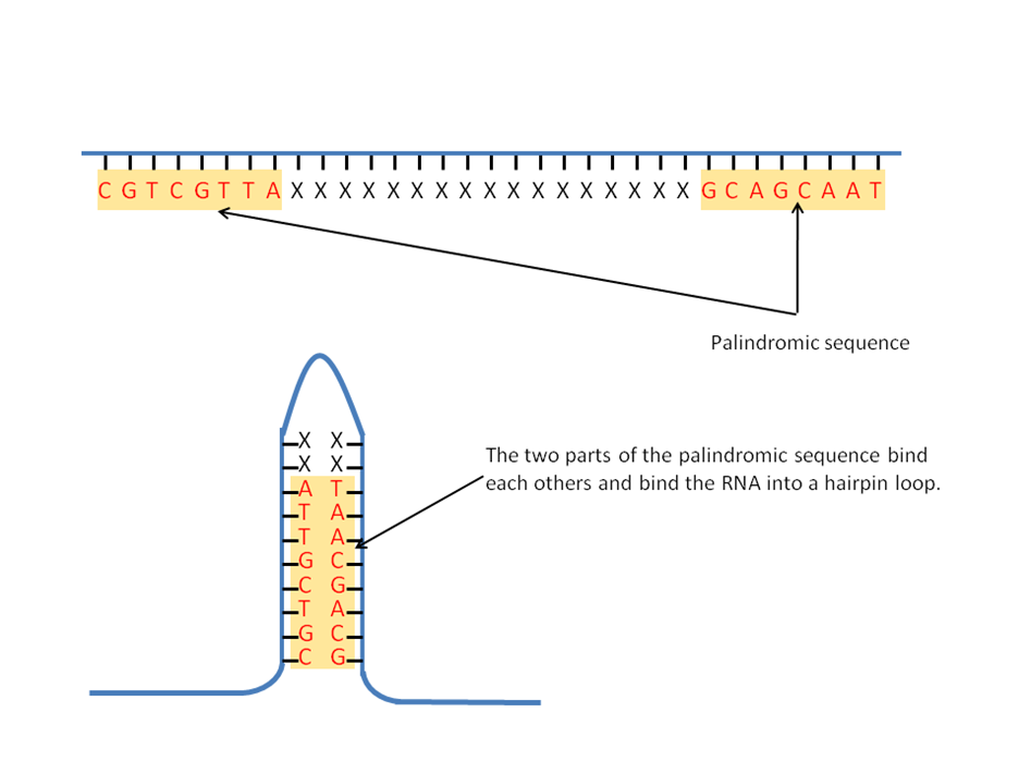 Importance of palindromic sequence - coachkery