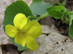 violet yellow downy gwillimbury cameragirl east