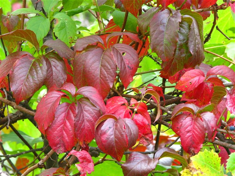 East Gwillimbury CameraGirl Virginia Creeper