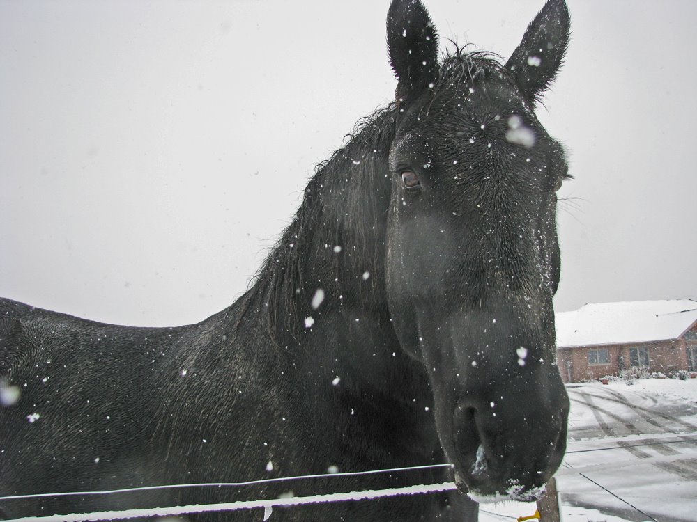 [black+horse+i:snow++2+750]