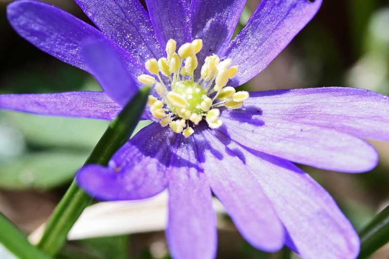 East Gwillimbury CameraGirl Grecian Windflower/ Today's