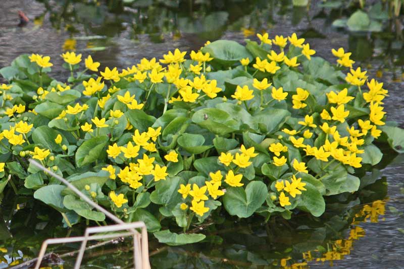 East Gwillimbury CameraGirl Marsh Marigold/ Today's Flowers