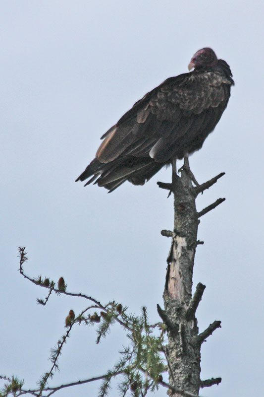 East Gwillimbury CameraGirl Turkey Vulture/ Camera Critters