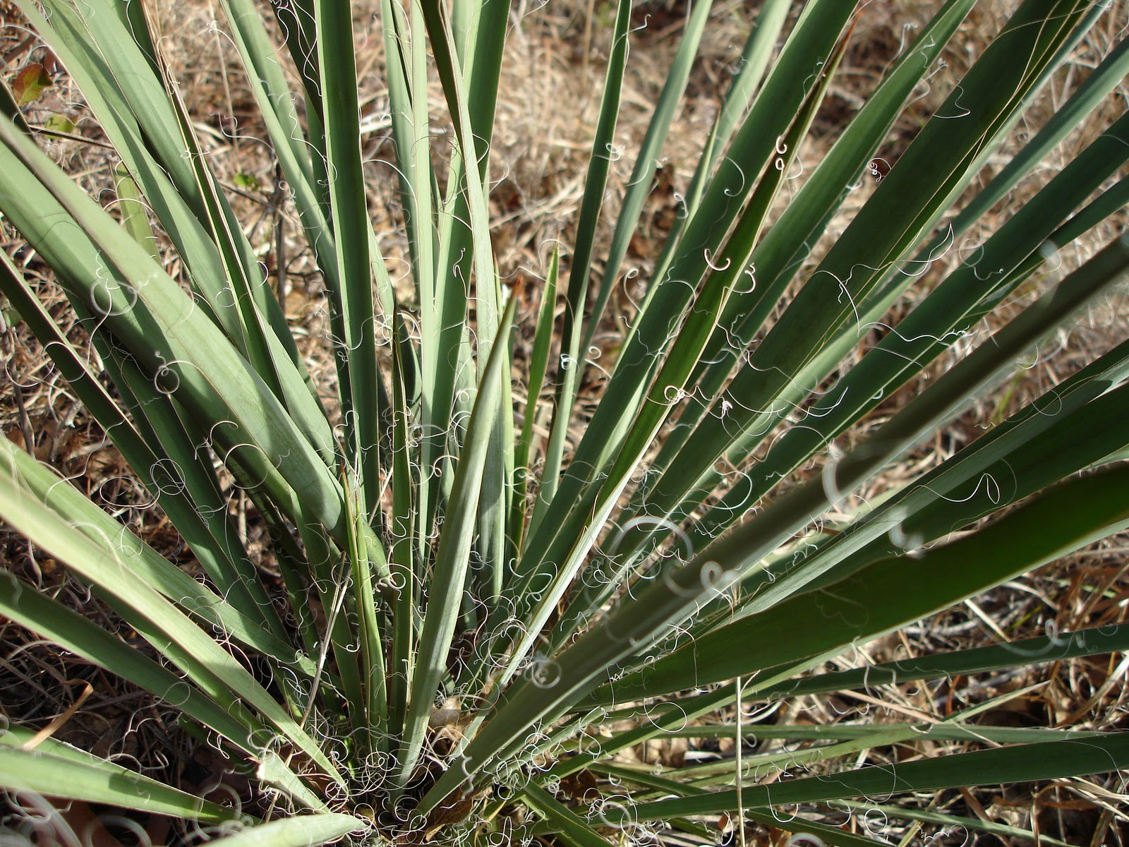 Identifying Yucca Plant