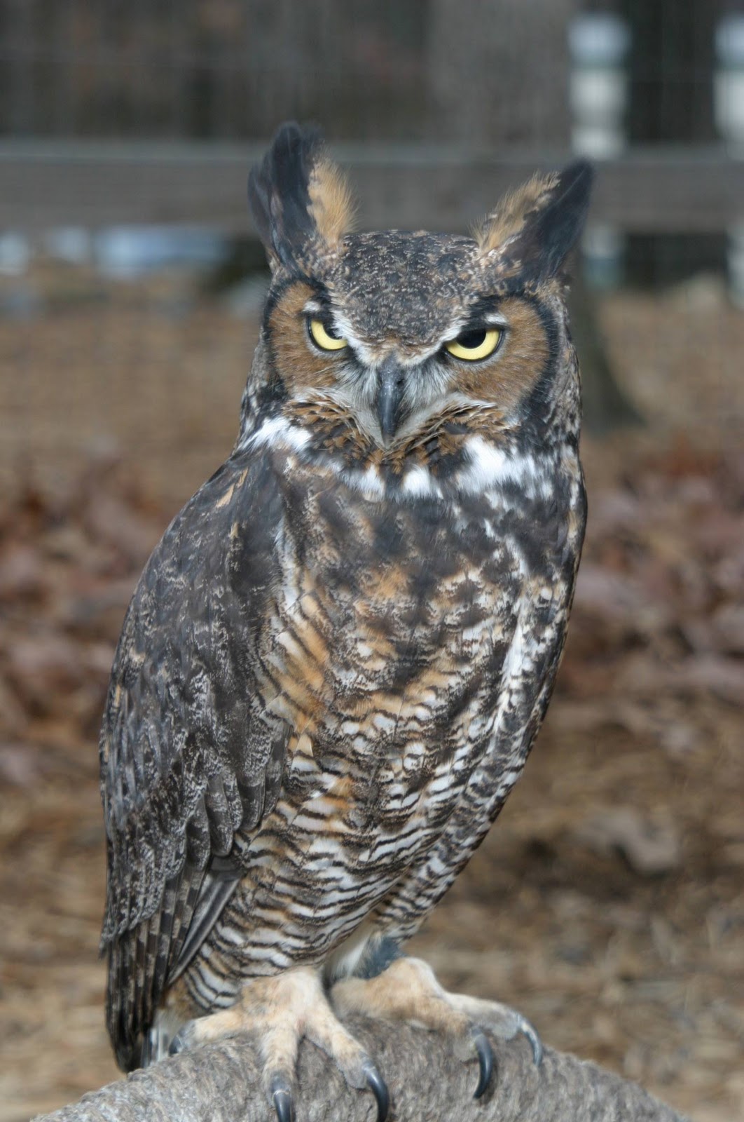 World Bird Sanctuary: Owl Prowls Are Here!