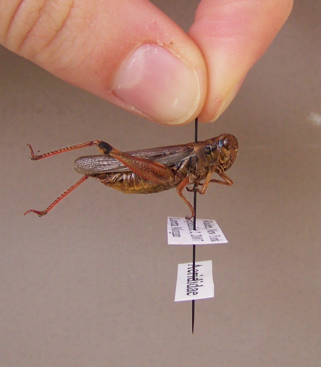 World Bird Sanctuary How to Make an Insect Collection