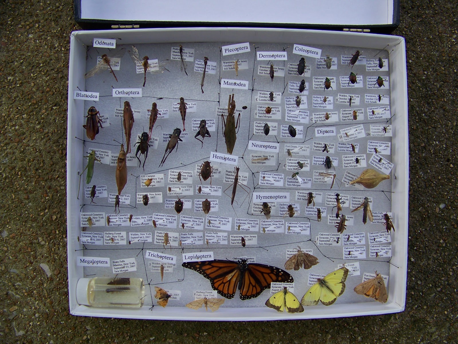 World Bird Sanctuary How to Make an Insect Collection