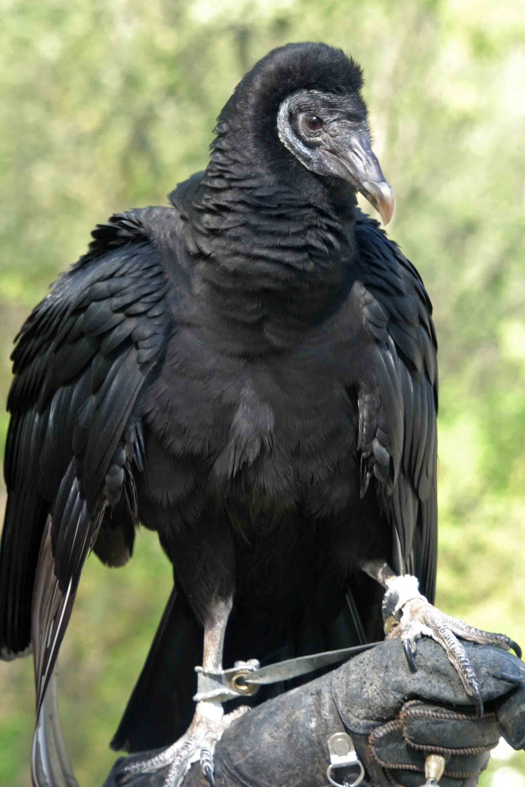 World Bird Sanctuary Bones For The Birds