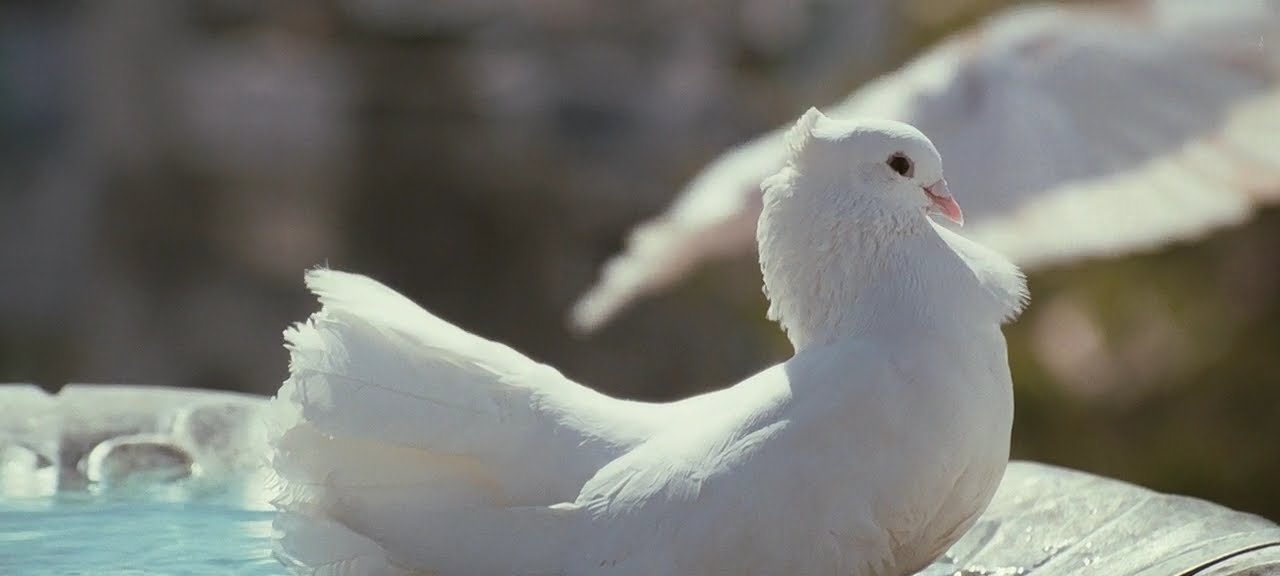 DOG FULL MOVIE DOWNLOAD MOVIERULZ