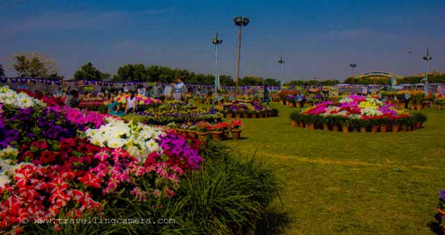 Noida Flower Show 2010 : Posted by VJ on PHOTO JOURNEY @ www.travellingcamera.com : VJ, ripple, Vijay Kumar Sharma, ripple4photography, Frozen Moments, photographs, Photography, ripple (VJ), VJ, Ripple (VJ) Photography, VJ-Photography, Capture Present for Future, Freeze Present for Future, ripple (VJ) Photographs , VJ Photographs, Ripple (VJ) Photography : :Every year Flower Show is organized in Noida Stadium near Spice mall (Sector-21-A). Noida Authority organize this event and many organization showcase different varieties of Flower, plants, flower-creations etc. There are prizes for best three florists based on there presented creation/flower/plant in a particular category. I have seen people from villages came to flower with lot of flowers and other creations.: One ground of the stadium is very well decorated with beautiful flowers. I think this is the only event in Noida stadium that make it so colorful :)