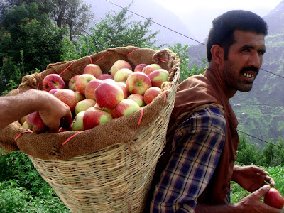 Posted by Ripple (VJ) : Worker with Apples near Nirmand @ Shrikhand Mahadev