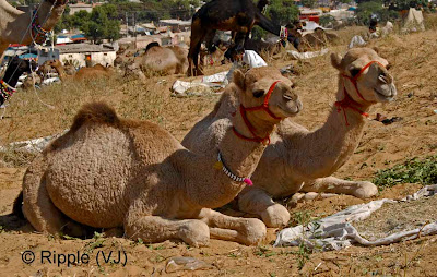 Posted by Ripple (VJ) :  Pushkar Camel Fair 2008 : Camel Couple @ Pushkar Camel fair 2008
