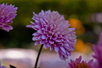 Posted by Ripple (VJ) : Corbett National Park : Light Pink Flower