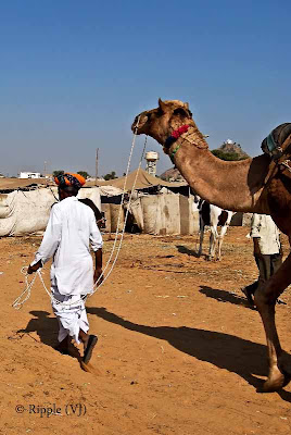 Posted by Ripple (VJ) : Padharo Mhare Desh : Rajasthan, INDIA : A Camel being lead on by its tamer - notice how the delicate strings hold the powerful animal easily...