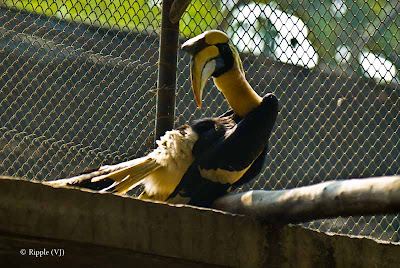 Posted by Ripple (VJ) ; Colorful Birds @ Delhi Zoo : Great Hornbill (a.k.a Greater Indian Hornbill)