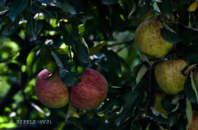 Fruit Valley full of Apples, Pomegranates & Pears...Jana is a small village in Kullu district of Himachal pradesh which is at an altitude of about 2,200 meters. This hilly region is full of Apple Orchids and there are lot of other fruits. To reach Jana one needs to cross beautiful valley which is full of these fruits. Recently we visited the place and had lunch with Apples only...Posted by Ripple (VJ) : ripple, Vijay Kumar Sharma, ripple4photography, Frozen Moments, photographs, Photography, ripple (VJ), VJ, Ripple (VJ) Photography, Capture Present for Future, Freeze Present for Future, ripple (VJ) Photographs , VJ Photographs, Ripple (VJ) Photography : 