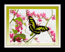 The Black Butterfly