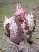 Please help to rehome ex-battery hens
