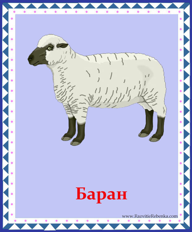 Части тела овцы. Английские слова животные с переводом. Животные по-английски с транскрипцией. Sheep перевод на русский язык. Sheep transcription.