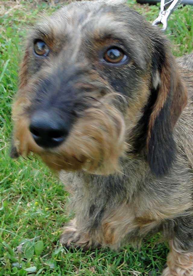 BORNTOTRACK BLOG More wirehaired dachshund puppies out