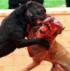[Pitbull+-+luta.jpg]