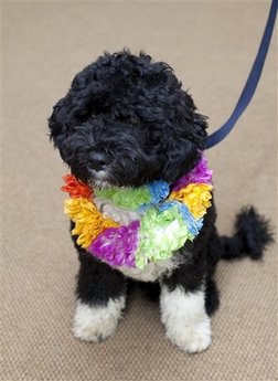 [BO_Portuguese_Waterdog.jpg]