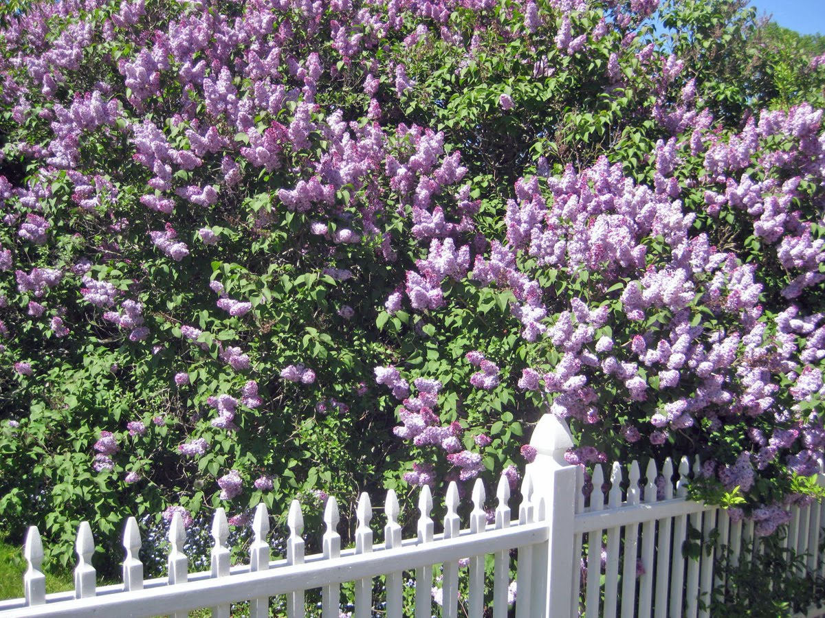 THE DOWNEAST DILETTANTE Intermission When Lilacs Last in the Dooryard
