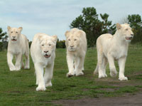 [white+lions.JPG]