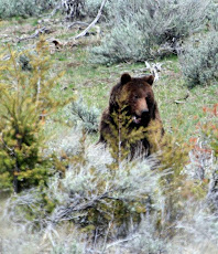 Grizzly Having Lunch