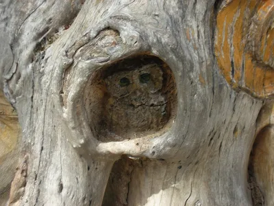 Carved owl in a tree