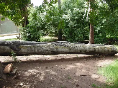 gators on a log