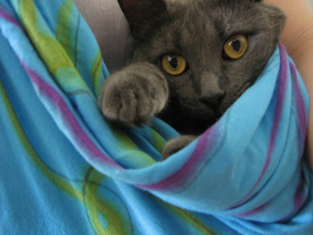 Sweetiepie Kitten Cat Cat sling