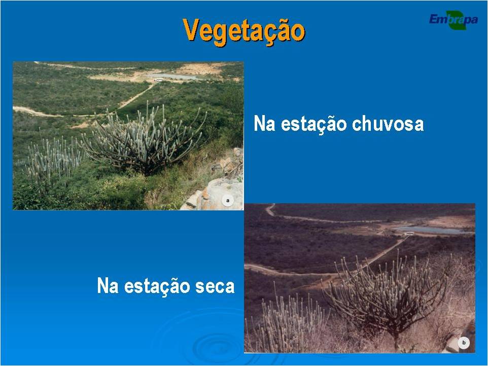 Mundo Gira: Um pouquinho sobre nossa vegetação do semi-árido brasileiro ...